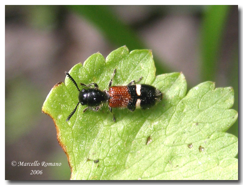 Ritratti (6): Tilloidea unifasciata (Col. Cleridae)
